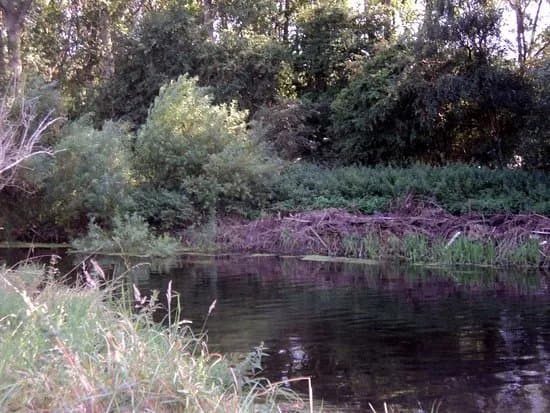 Forest in the Brecks (The Brecks)