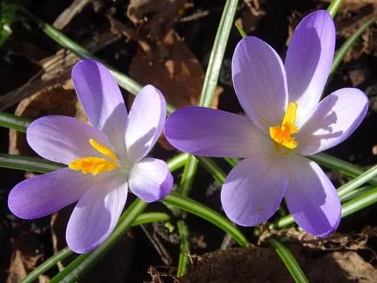 Alkmaarderhout en Westerhout