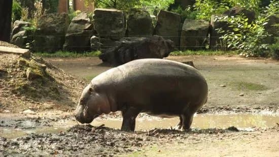 Zoo Plock