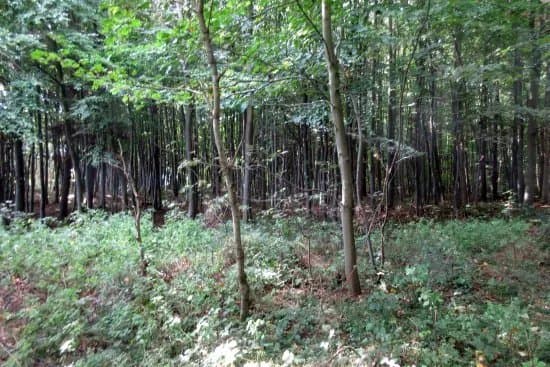 Oehlenschlaegers Beech