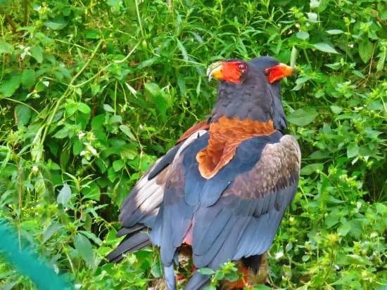 Weltvogelpark Walsrode