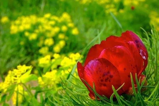 The Steppe Peony Reservation