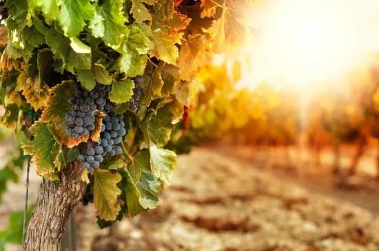 Wine in Provence