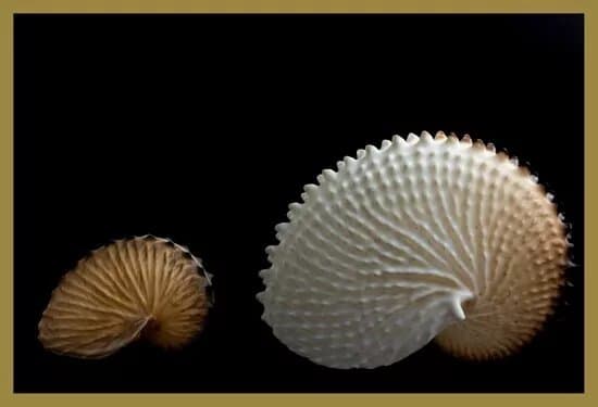 Glossus Humanus, Shell Museum Cavtat