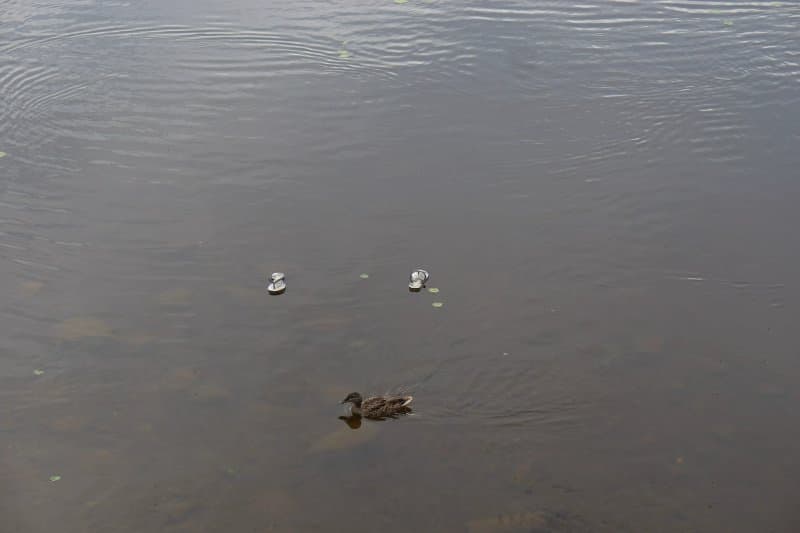 Great Island of Zarasas Lake