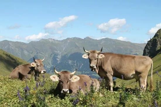 AlpenHirt