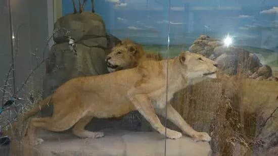 Museo di Storia Naturale Faraggiana Ferrandi