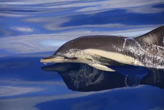 Whale Express