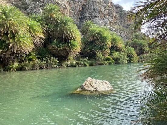 Preveli Palm Forest