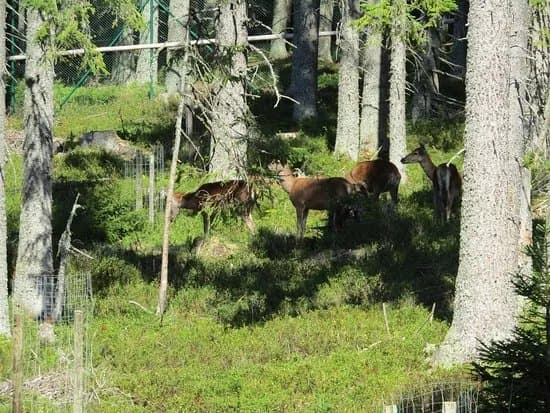 Visitor Center Kvilda - deer and rye range