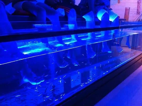 Fish Spa