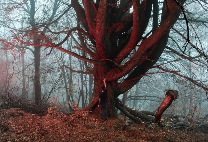 Riserva Forestale Bosco Sacro di Mergugno
