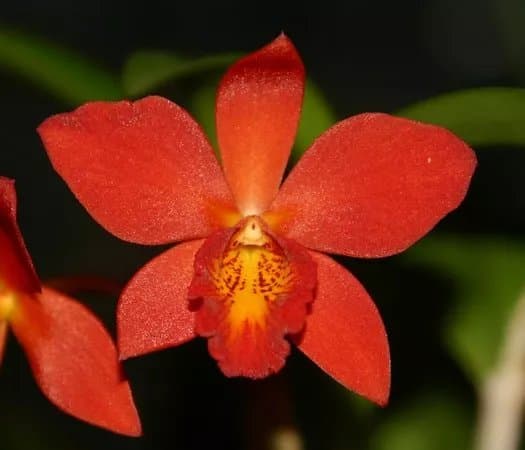Schweizer Orchideen Garten