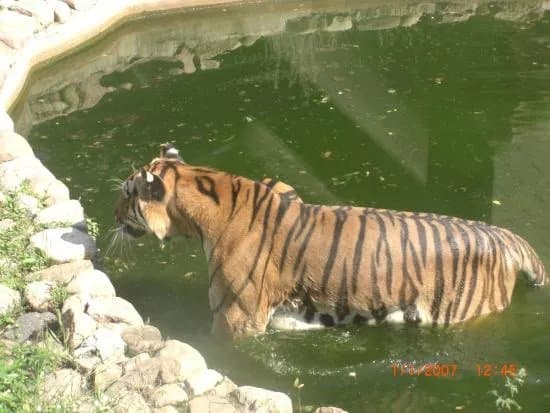 Zoo ZamoSc