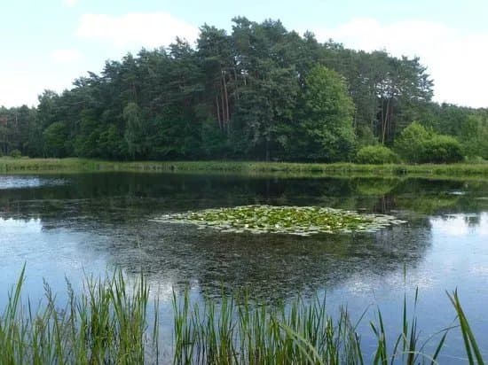 Dechsendorfer Weiher