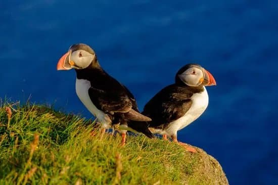 Mr. Puffin