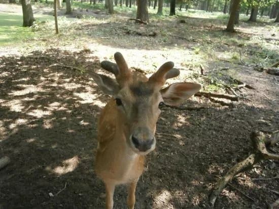 Wildpark Alte Fasanerie Klein-Auheim
