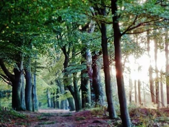 Kaapse Bossen