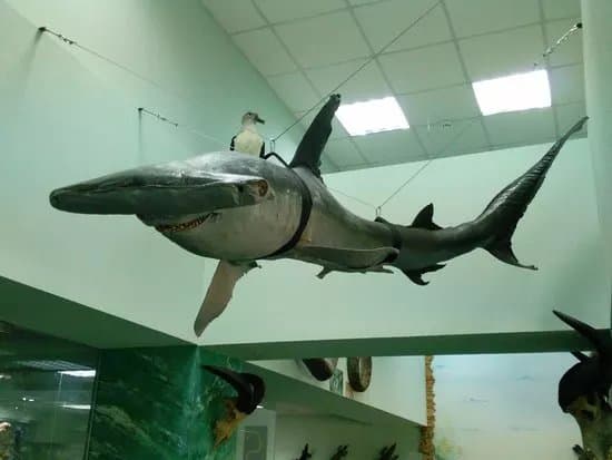 Museum of Moldova State University