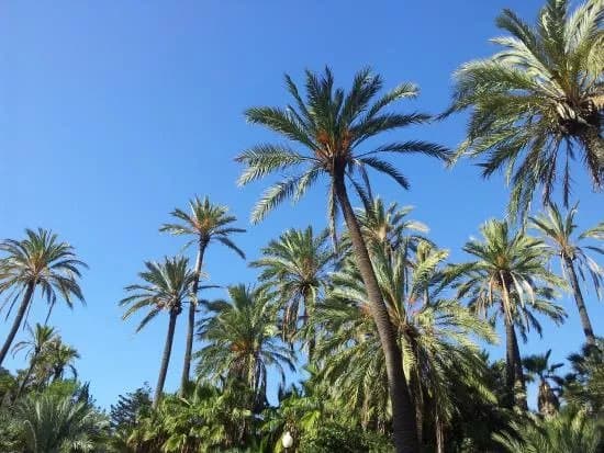 Parque El Palmeral