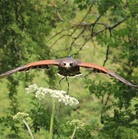Hampshire Hawk Walks