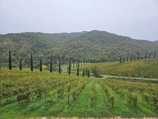 Brancaia