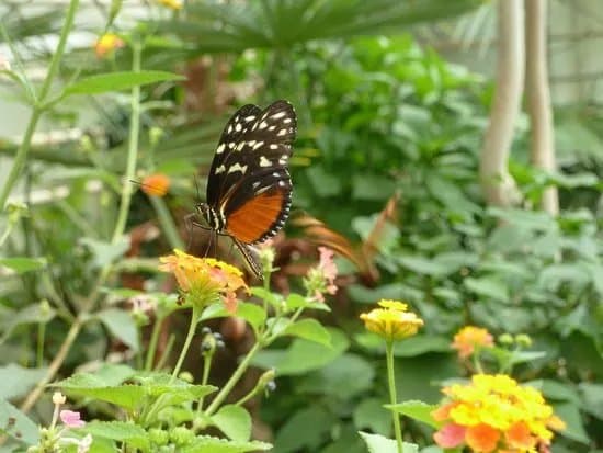 Bornholms Sommerfuglepark & Tropeland