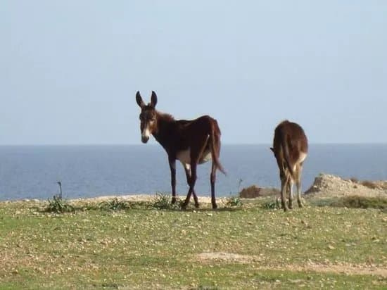 Dipkarpaz Milli Parki - Karpaz National Park Wild Donkey Protection Area