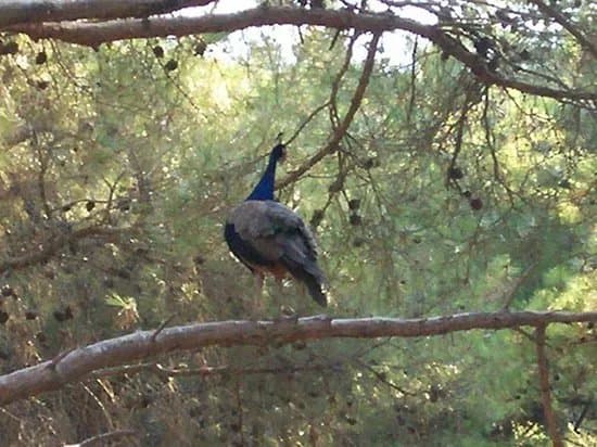 Plaka Forest