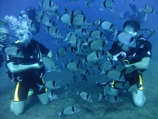 Scuba Den