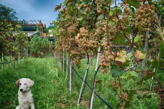 Plavinci Organic Winery