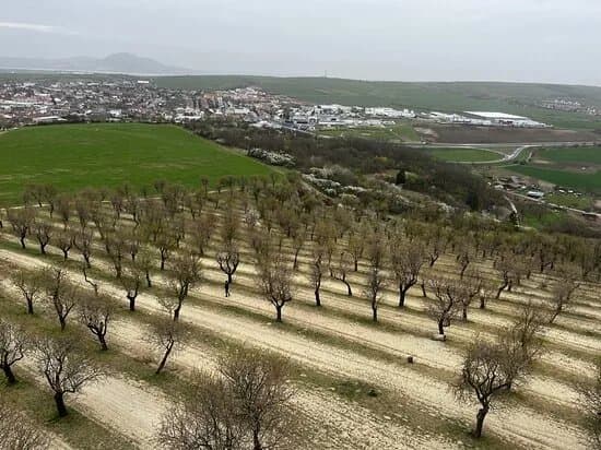 Almond Orchard