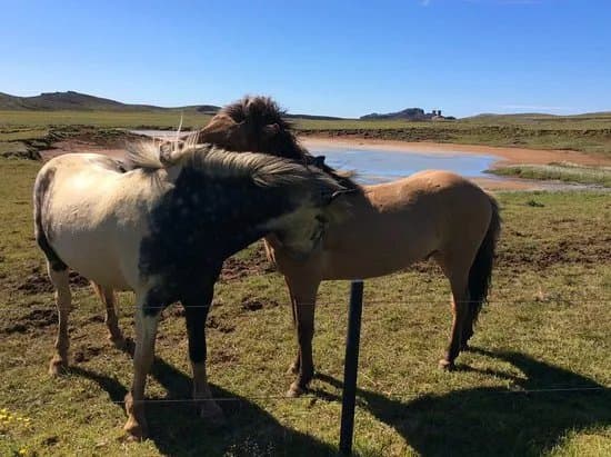 Arctic Horses