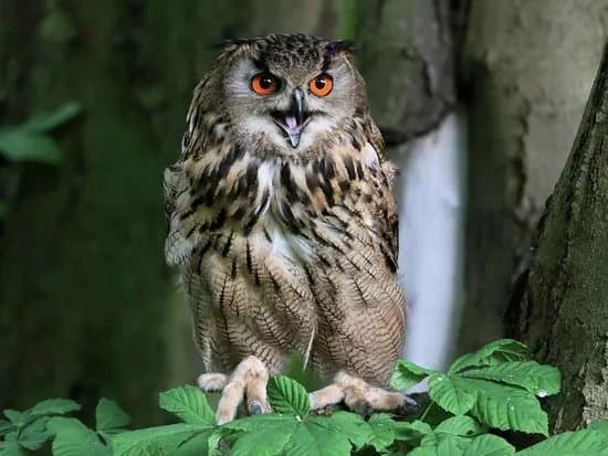 Bridlington Animal Park