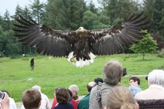 Eagles Flying