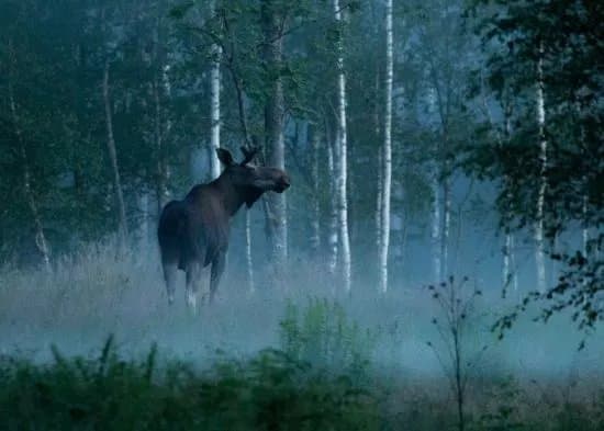 Wild Sweden
