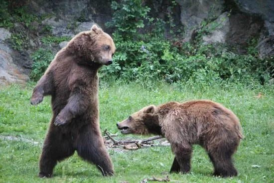 Parc'Ours