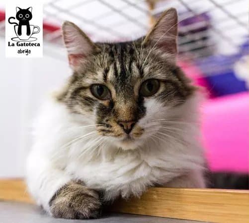 La Gatoteca