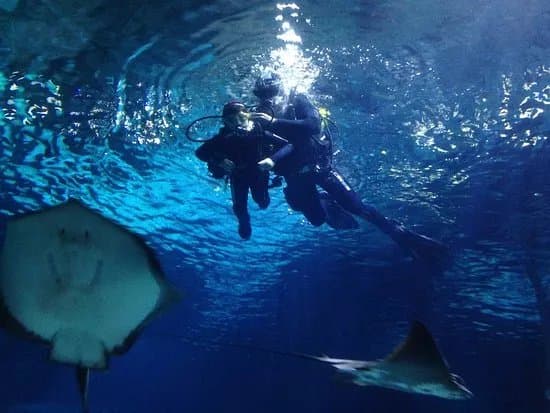 Immersion con tiburones Aquarium Barcelona