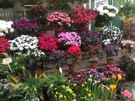 Marche aux fleurs - Ile de la Cite