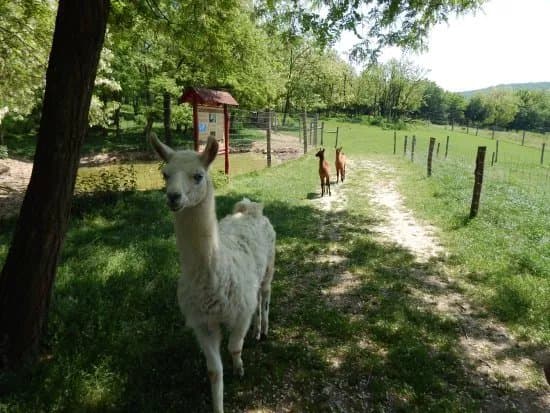 Boszenfa Deer Farm - Petting Zoo