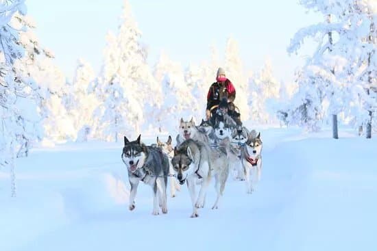 Arctic Circle Husky Park