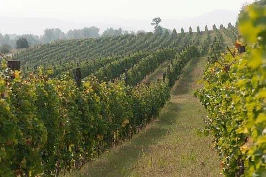Vinarija Jovic
