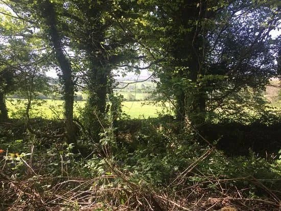 Ballyseedy Woods