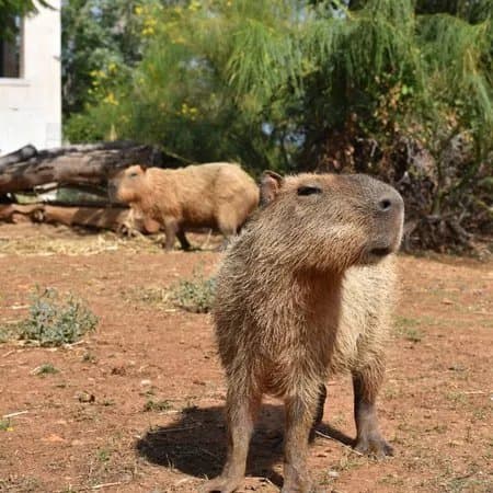 Bioparco Di Sicilia