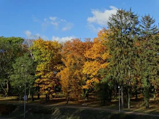 Park Siemiradzkiego