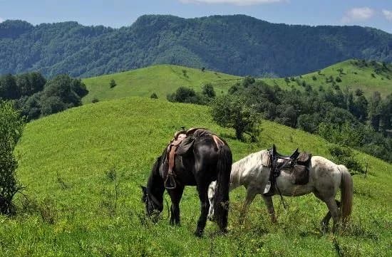 Horseriding Bulgaria - Day Tours
