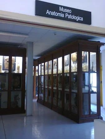 Collezione di Anatomia Patologica e Teratologia Veterinaria "Alessandrini - Ercolani"