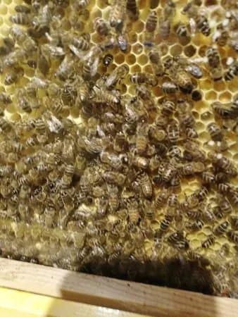 De Wereld Van Kina : De Tuin