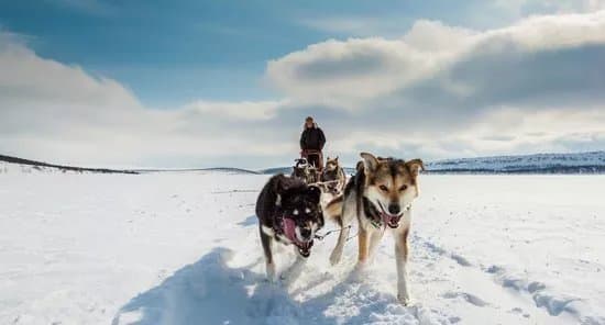 Holmen Husky - Dog Sledding Tours